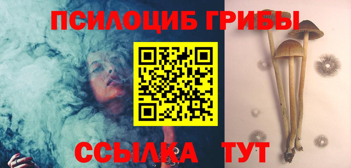 Галлюциногенные грибы Psilocybe Новошахтинск